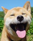 happy doggy
