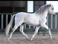 Iberian Warmblood