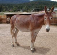Mule