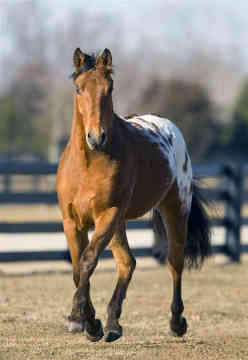 Appaloosa