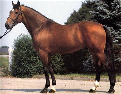 Dutch Warmblood