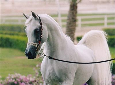 Arabian