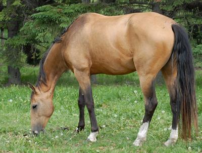 Akhal - Teke