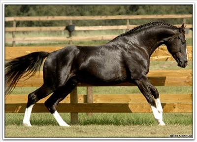 Hanoverian