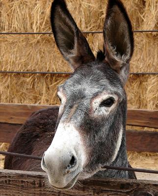 Donkey