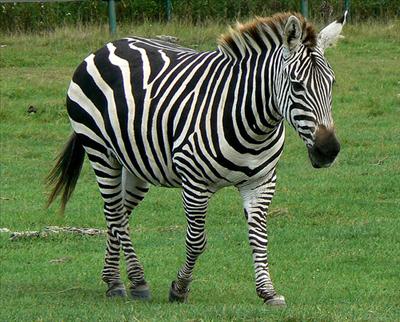 Zebra