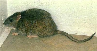 Sewer Rat