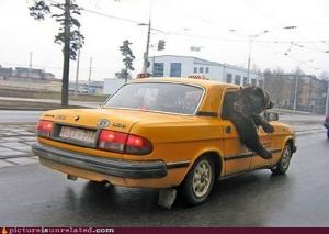 Bear in Cab