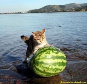 Cat Pushing Watermelon