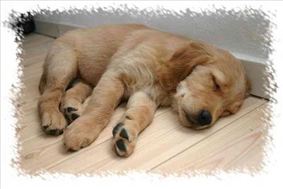 Sleeping Puppy