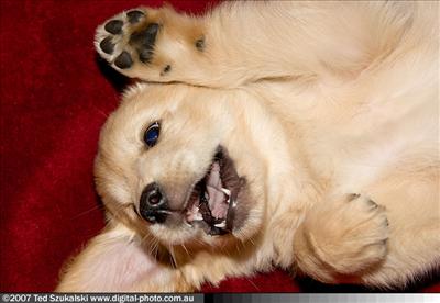 BABY PUPPY