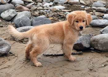 Muddy Puppy