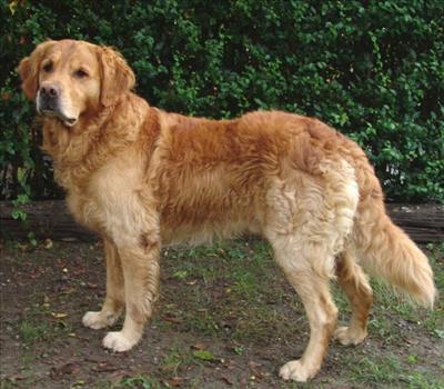 Golden Retriever
