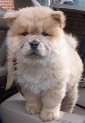 Chow Chow