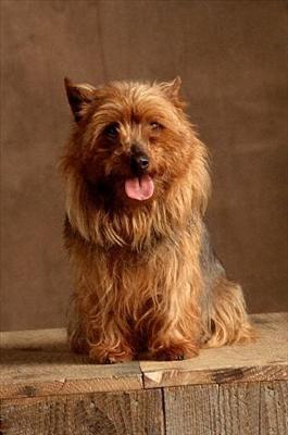 Terrier