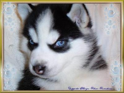 Husky