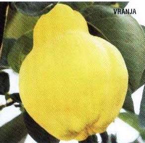 Ayva