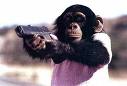 Crazy Monkey