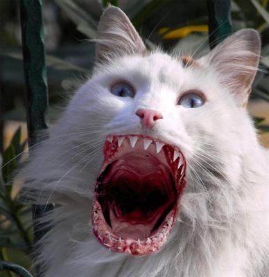 CiCi Kedi [çok Sevimli]