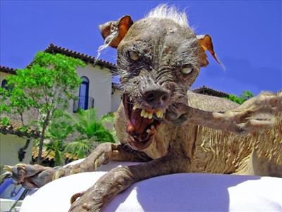 Şirin Köpekcik [Çok Tatlı]
