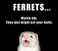 ferret