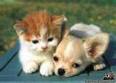 a puppy for you
