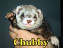chubby ferret