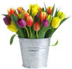 Bucket of Tulips