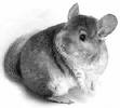 Chinchilla
