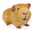 Guinea-pig
