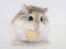 Hamster