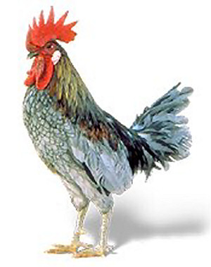 Bird Flu