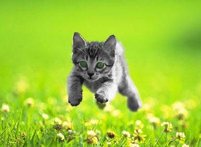 Kitty