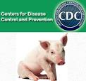 mascot swine