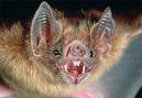 Laughing Bat