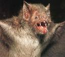 Bat