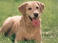 Köpek