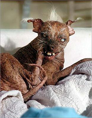 Very Dogish 