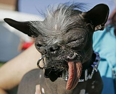 Ultimate Dog 
