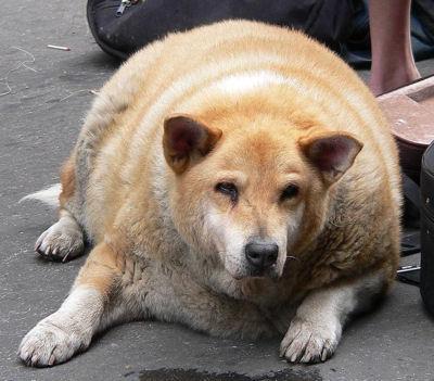 A regular dog.