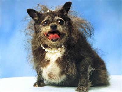 Dog like.