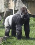 Gorilla