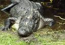 Alligator