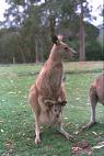 Kangaroo