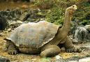 Tortoise