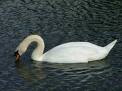Swan