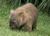 Wombat