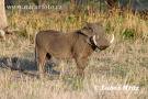 Warthog
