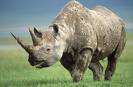 Rhinoceros