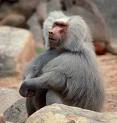 Baboon